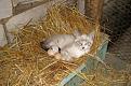 Нажмите на изображение для увеличения.

Название:	1355426433_these_funny_animals_1103_02.jpg
Просмотров:	362
Размер:	85.2 Кб
ID:	3550080