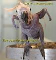 Нажмите на изображение для увеличения.

Название:	s3img_12398122_18564_2.jpg
Просмотров:	251
Размер:	44.8 Кб
ID:	3555795