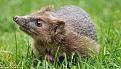 Нажмите на изображение для увеличения.

Название:	hedgehog2.jpg
Просмотров:	294
Размер:	29.6 Кб
ID:	3555831