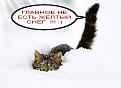 Нажмите на изображение для увеличения.

Название:	s3img_12398122_17843_6.jpg
Просмотров:	251
Размер:	49.7 Кб
ID:	3556104