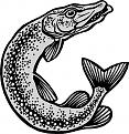 Нажмите на изображение для увеличения.

Название:	Esox_lucius_Drawing-copy.jpg
Просмотров:	218
Размер:	96.7 Кб
ID:	3556443