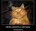 Нажмите на изображение для увеличения.

Название:	s3img_161461572_1051_1.jpg
Просмотров:	337
Размер:	67.2 Кб
ID:	3556449