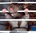 Нажмите на изображение для увеличения.

Название:	funny_rodents_69.jpg
Просмотров:	269
Размер:	33.5 Кб
ID:	3556590