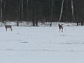 Нажмите на изображение для увеличения.

Название:	P1090438.jpg
Просмотров:	1376
Размер:	157.9 Кб
ID:	3558641