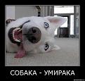 Нажмите на изображение для увеличения.

Название:	1322742250_1.jpg
Просмотров:	246
Размер:	41.8 Кб
ID:	3558999