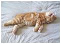 Нажмите на изображение для увеличения.

Название:	Sleepy_Head_by_ChrissieCool.jpg
Просмотров:	466
Размер:	128.4 Кб
ID:	3559577