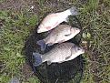 Нажмите на изображение для увеличения.

Название:	P250511_09.56.jpg
Просмотров:	453
Размер:	192.6 Кб
ID:	3560563