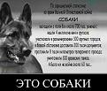 Нажмите на изображение для увеличения.

Название:	sobaki.jpg
Просмотров:	425
Размер:	51.0 Кб
ID:	3562229