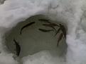 Нажмите на изображение для увеличения.

Название:	130220131284.jpg
Просмотров:	1218
Размер:	156.6 Кб
ID:	3562941