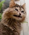 Нажмите на изображение для увеличения.

Название:	котэ-дерзкий-кот-песочница-471506.jpg
Просмотров:	265
Размер:	43.4 Кб
ID:	3569352