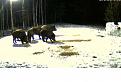 Нажмите на изображение для увеличения.

Название:	кабаны2.jpg
Просмотров:	433
Размер:	89.3 Кб
ID:	3571206