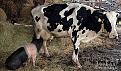 Нажмите на изображение для увеличения.

Название:	1214563342_cow-pig.jpg
Просмотров:	834
Размер:	85.9 Кб
ID:	3571824