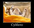 Нажмите на изображение для увеличения.

Название:	15360072_subboto.jpg
Просмотров:	1336
Размер:	79.0 Кб
ID:	3572050