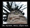 Нажмите на изображение для увеличения.

Название:	24642260_ej-muzhik-pilu-ubral-nah.jpg
Просмотров:	1212
Размер:	86.3 Кб
ID:	3572095