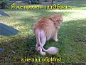 Нажмите на изображение для увеличения.

Название:	1364098089_kotomatrica-s-prikolom-16.jpg
Просмотров:	1510
Размер:	74.4 Кб
ID:	3572499
