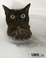 Нажмите на изображение для увеличения.

Название:	01200920animals002.jpg
Просмотров:	341
Размер:	44.9 Кб
ID:	3577519
