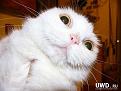 Нажмите на изображение для увеличения.

Название:	01200920animals013.jpg
Просмотров:	336
Размер:	59.9 Кб
ID:	3577521