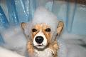 Нажмите на изображение для увеличения.

Название:	1267767288_2dog-picture-small-dog-corgie-bath.jpeg
Просмотров:	407
Размер:	43.1 Кб
ID:	3577884