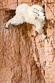 Нажмите на изображение для увеличения.

Название:	mountain-goat.jpg
Просмотров:	604
Размер:	127.8 Кб
ID:	3577977