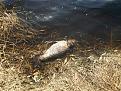 Нажмите на изображение для увеличения.

Название:	20130423_151243.jpg
Просмотров:	4353
Размер:	208.5 Кб
ID:	3586722