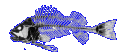 Нажмите на изображение для увеличения.

Название:	bonyfish.gif
Просмотров:	444
Размер:	10.0 Кб
ID:	3587965