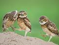 Нажмите на изображение для увеличения.

Название:	Animals_Birds_Little_owl_029984_29.jpg
Просмотров:	539
Размер:	91.1 Кб
ID:	3588088
