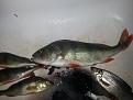 Нажмите на изображение для увеличения.

Название:	20130509_213050.jpg
Просмотров:	1007
Размер:	184.6 Кб
ID:	3593478