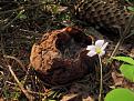 Нажмите на изображение для увеличения.

Название:	Sarcosoma globosum.jpg
Просмотров:	647
Размер:	122.1 Кб
ID:	3595128