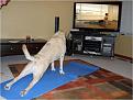Нажмите на изображение для увеличения.

Название:	yoga_pics_01964_013.jpg
Просмотров:	345
Размер:	65.7 Кб
ID:	3595177