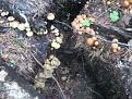 Нажмите на изображение для увеличения.

Название:	IMG_3762.JPG
Просмотров:	664
Размер:	104.2 Кб
ID:	3595833