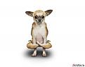 Нажмите на изображение для увеличения.

Название:	091029yoga-dogs-07.jpg
Просмотров:	317
Размер:	27.6 Кб
ID:	3597164