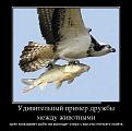 Нажмите на изображение для увеличения.

Название:	demotivatory_17.jpg
Просмотров:	1266
Размер:	56.9 Кб
ID:	3601533