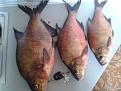 Нажмите на изображение для увеличения.

Название:	20130609_105203.jpg
Просмотров:	1226
Размер:	176.0 Кб
ID:	3603743