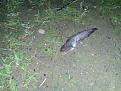Нажмите на изображение для увеличения.

Название:	20130630_020944.jpg
Просмотров:	607
Размер:	189.1 Кб
ID:	3608997