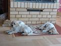 Нажмите на изображение для увеличения.

Название:	P1150227.jpg
Просмотров:	362
Размер:	188.7 Кб
ID:	3611825