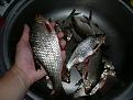 Нажмите на изображение для увеличения.

Название:	2013-07-19-189.jpg
Просмотров:	785
Размер:	188.4 Кб
ID:	3612841