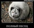 Нажмите на изображение для увеличения.

Название:	Песец.jpg
Просмотров:	708
Размер:	76.1 Кб
ID:	3624647