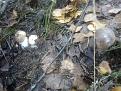 Нажмите на изображение для увеличения.

Название:	17092013292.jpg
Просмотров:	626
Размер:	198.7 Кб
ID:	3626041