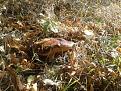 Нажмите на изображение для увеличения.

Название:	20130922_134308.jpg
Просмотров:	910
Размер:	147.3 Кб
ID:	3628576