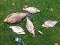 Нажмите на изображение для увеличения.

Название:	20130922_124933.jpg
Просмотров:	926
Размер:	126.0 Кб
ID:	3628578