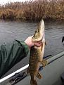 Нажмите на изображение для увеличения.

Название:	щука2.jpg
Просмотров:	866
Размер:	97.8 Кб
ID:	3636419