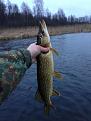 Нажмите на изображение для увеличения.

Название:	щука .jpg
Просмотров:	745
Размер:	75.7 Кб
ID:	3641080