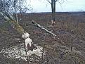 Нажмите на изображение для увеличения.

Название:	PB170513.jpg
Просмотров:	386
Размер:	145.1 Кб
ID:	3644137