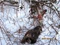 Нажмите на изображение для увеличения.

Название:	4_m.jpg
Просмотров:	471
Размер:	19.3 Кб
ID:	3651058