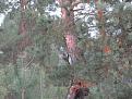 Нажмите на изображение для увеличения.

Название:	IMG_0704.jpg
Просмотров:	898
Размер:	99.0 Кб
ID:	3653847