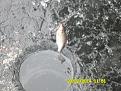Нажмите на изображение для увеличения.

Название:	SAM_1709.jpg
Просмотров:	139
Размер:	144.9 Кб
ID:	3658285