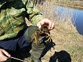 Нажмите на изображение для увеличения.

Название:	7B9j1_7ijEE.jpg
Просмотров:	1067
Размер:	98.4 Кб
ID:	3665847