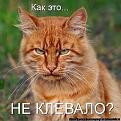 Нажмите на изображение для увеличения.

Название:	FeEKGbZwabc-&#1050;.jpg
Просмотров:	1349
Размер:	54.5 Кб
ID:	3669258
