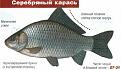 Нажмите на изображение для увеличения.

Название:	images (7).jpg
Просмотров:	679
Размер:	7.8 Кб
ID:	3670826