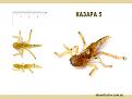 Нажмите на изображение для увеличения.

Название:	казара 5.jpg
Просмотров:	461
Размер:	123.1 Кб
ID:	3670906